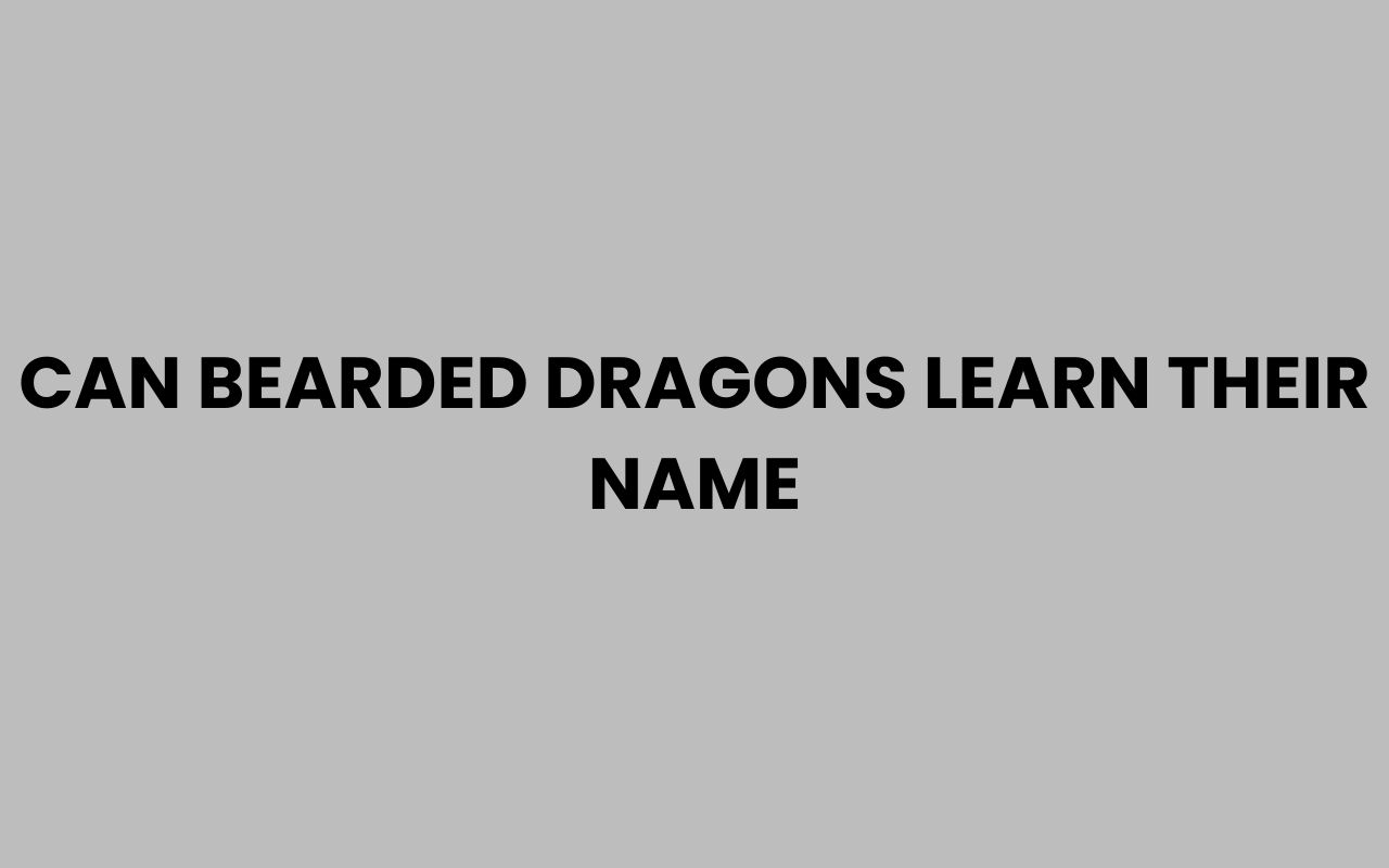 can bearded dragons learn their name