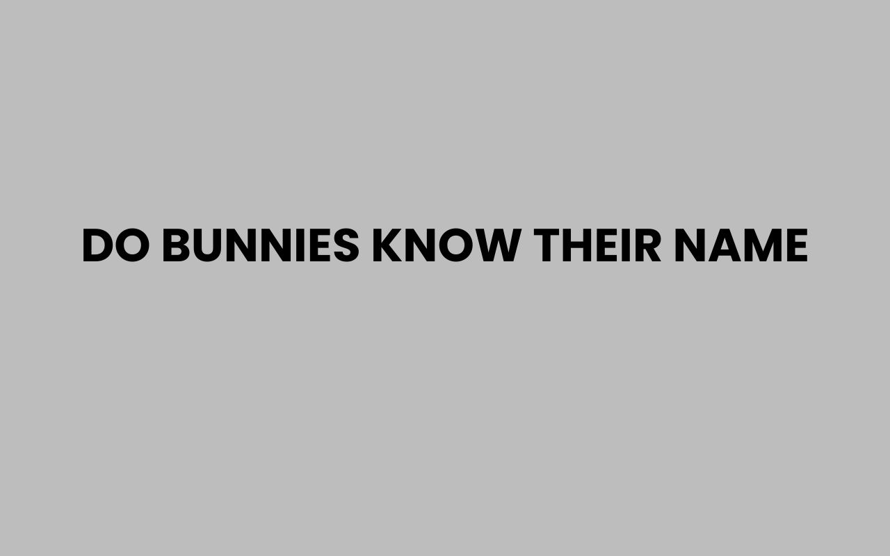 do bunnies know their name