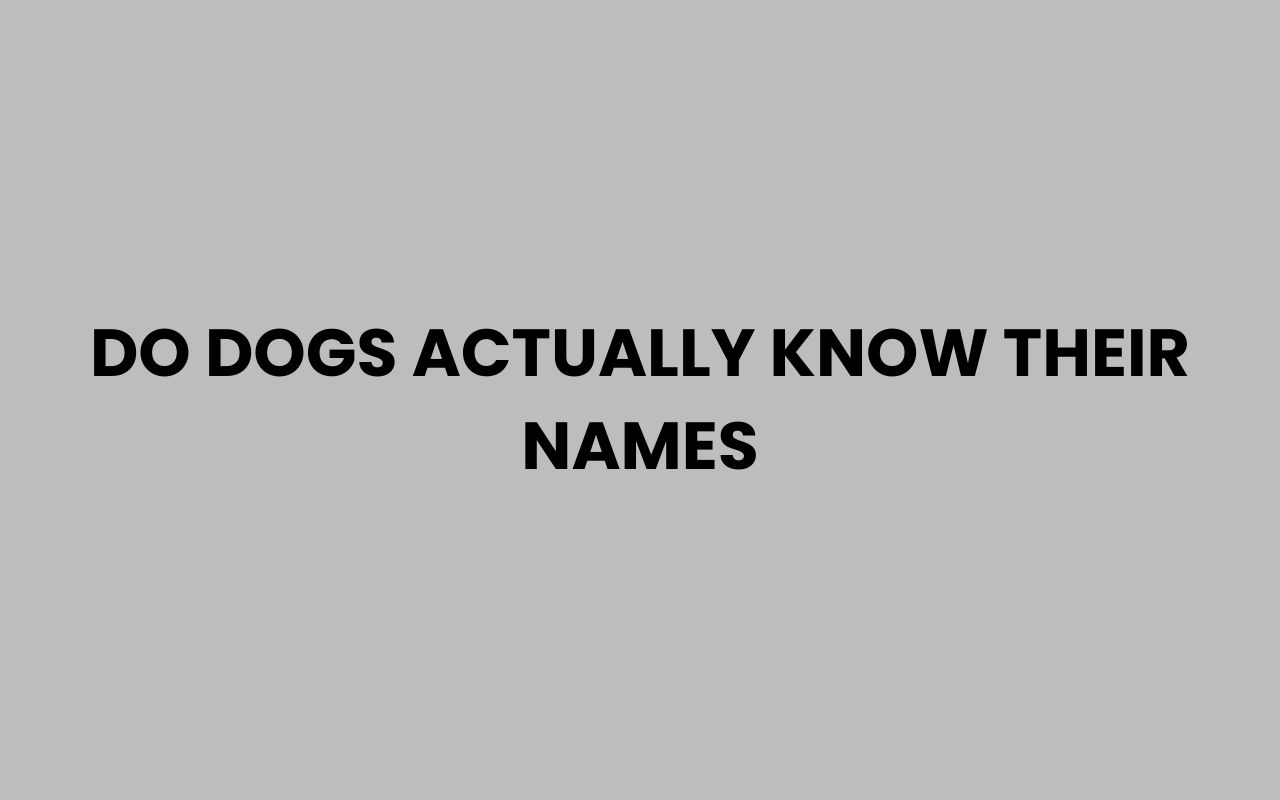do dogs actually know their names