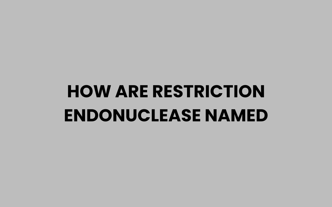 how are restriction endonuclease named