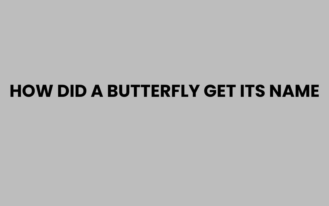 how did a butterfly get its name