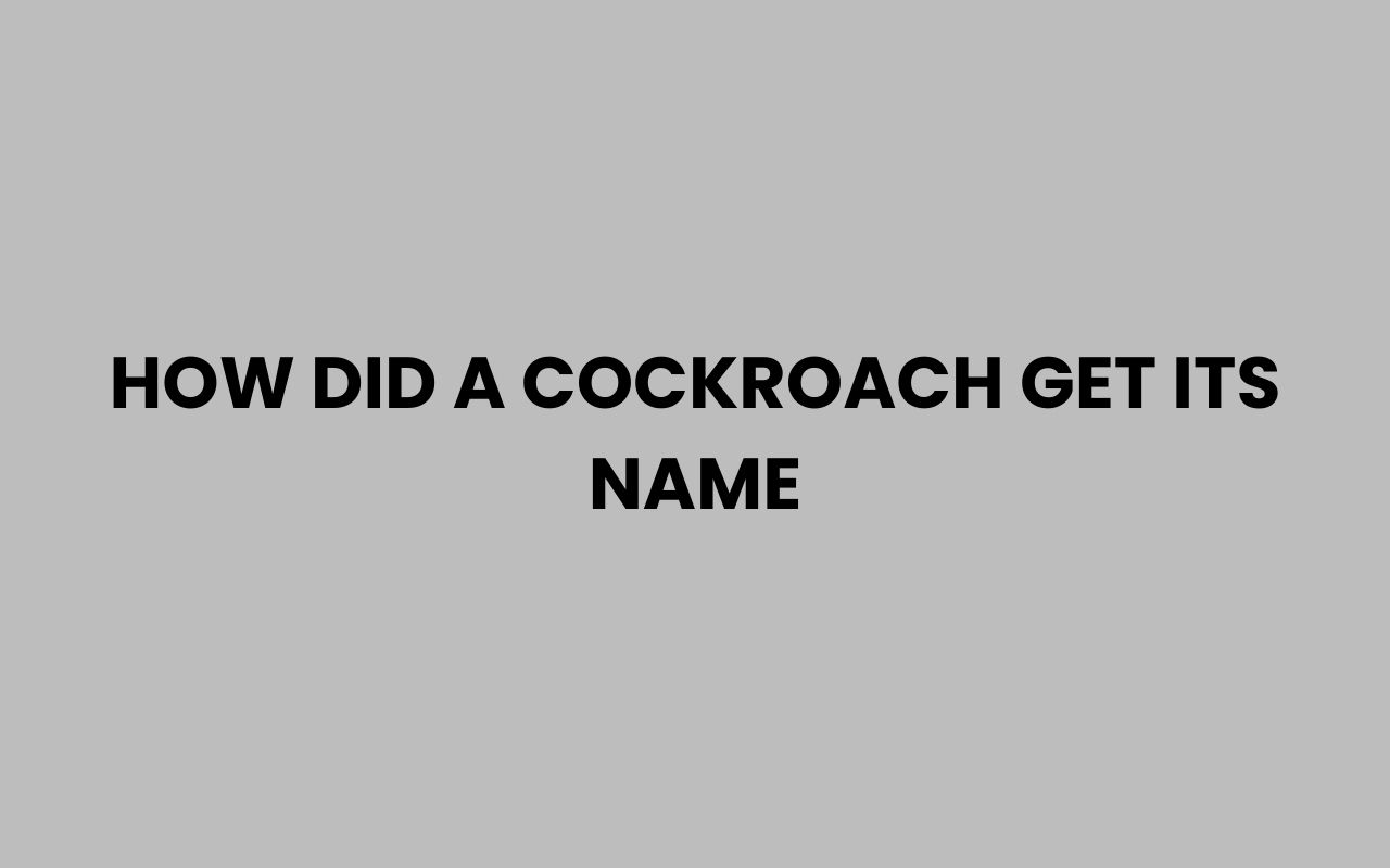 how did a cockroach get its name