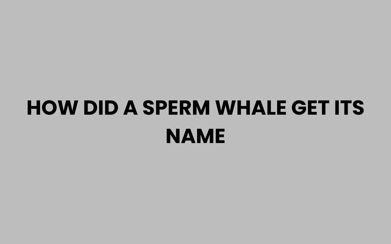 how did a sperm whale get its name