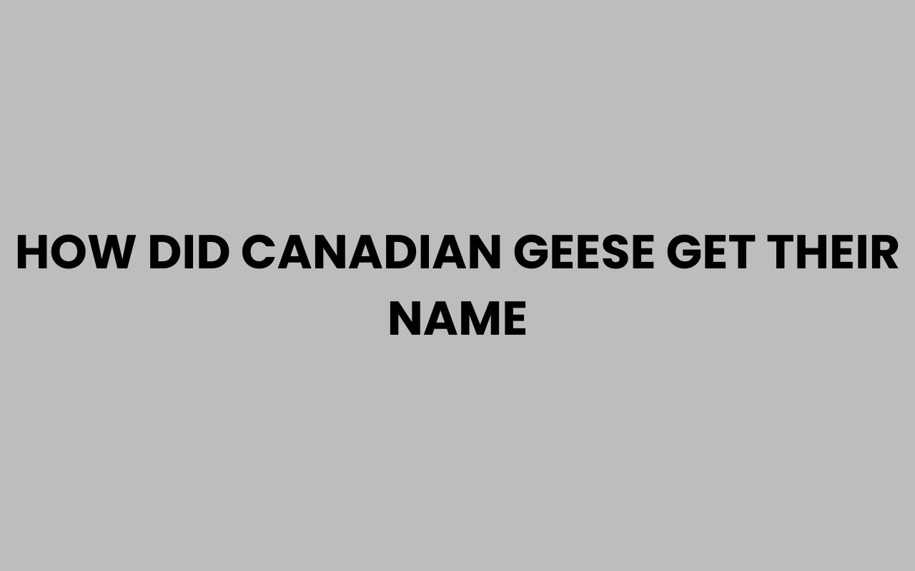 how did canadian geese get their name