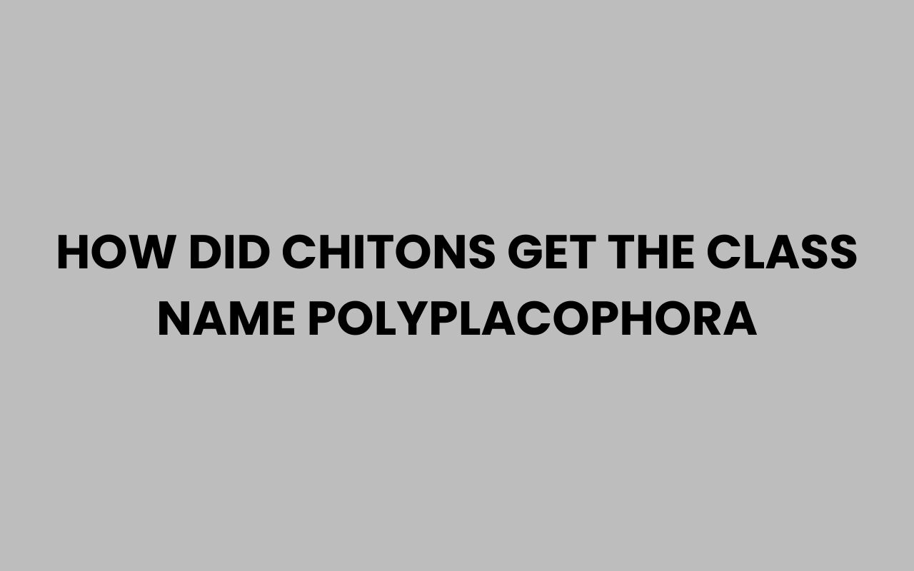 how did chitons get the class name polyplacophora