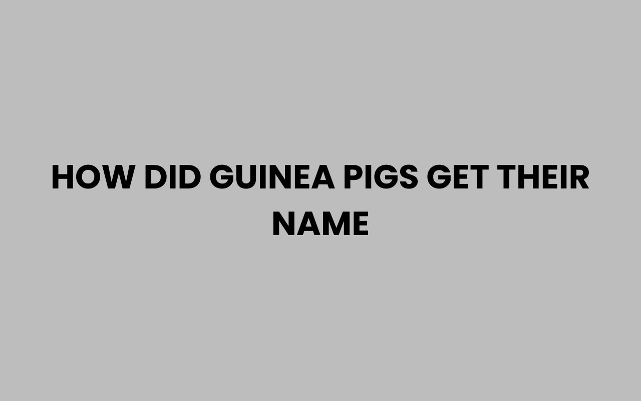 how did guinea pigs get their name