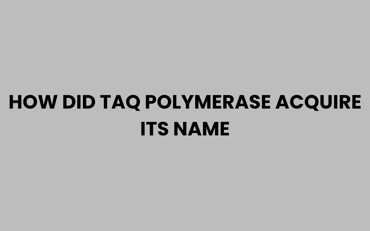 how did taq polymerase acquire its name