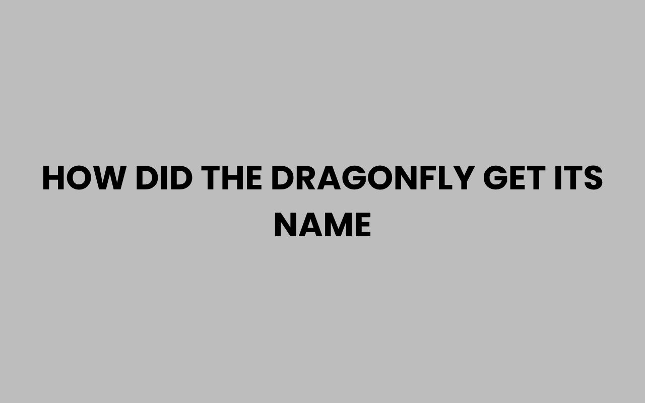 how did the dragonfly get its name