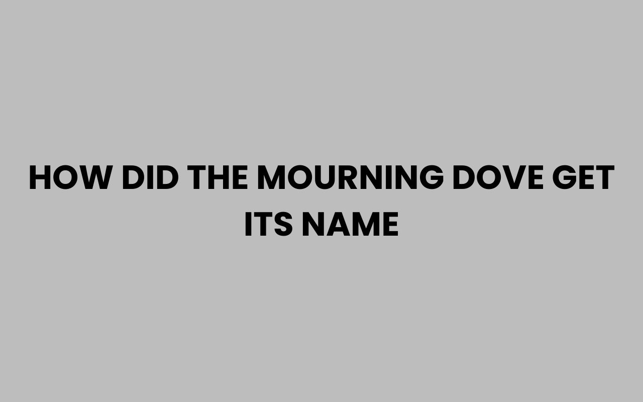 how did the mourning dove get its name