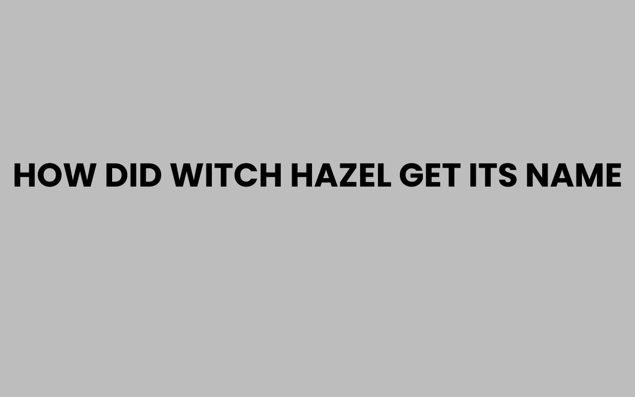 how did witch hazel get its name
