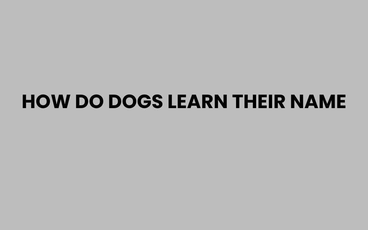 how do dogs learn their name