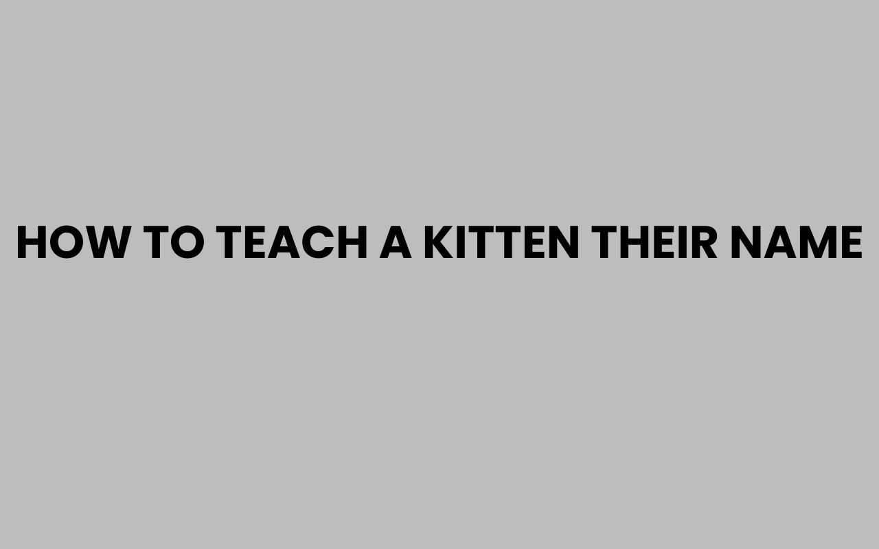 how to teach a kitten their name