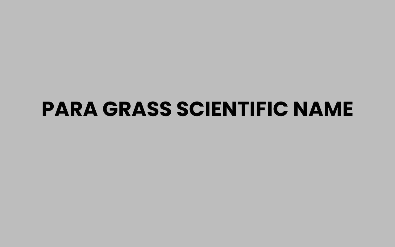 para grass scientific name