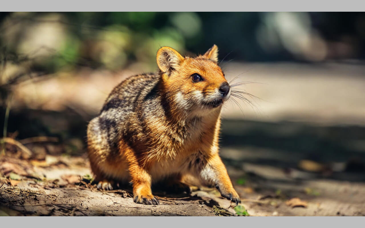Pokémon Nicknames Inspired By Nature