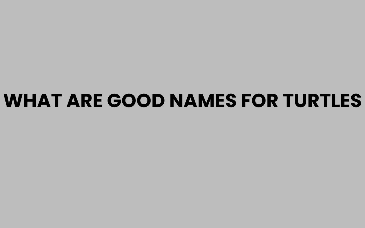 what are good names for turtles