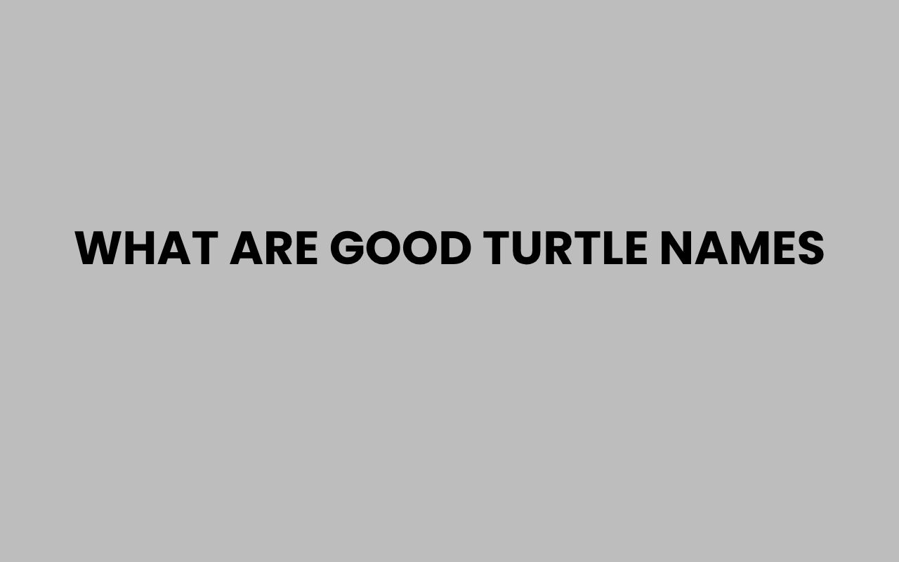 what are good turtle names