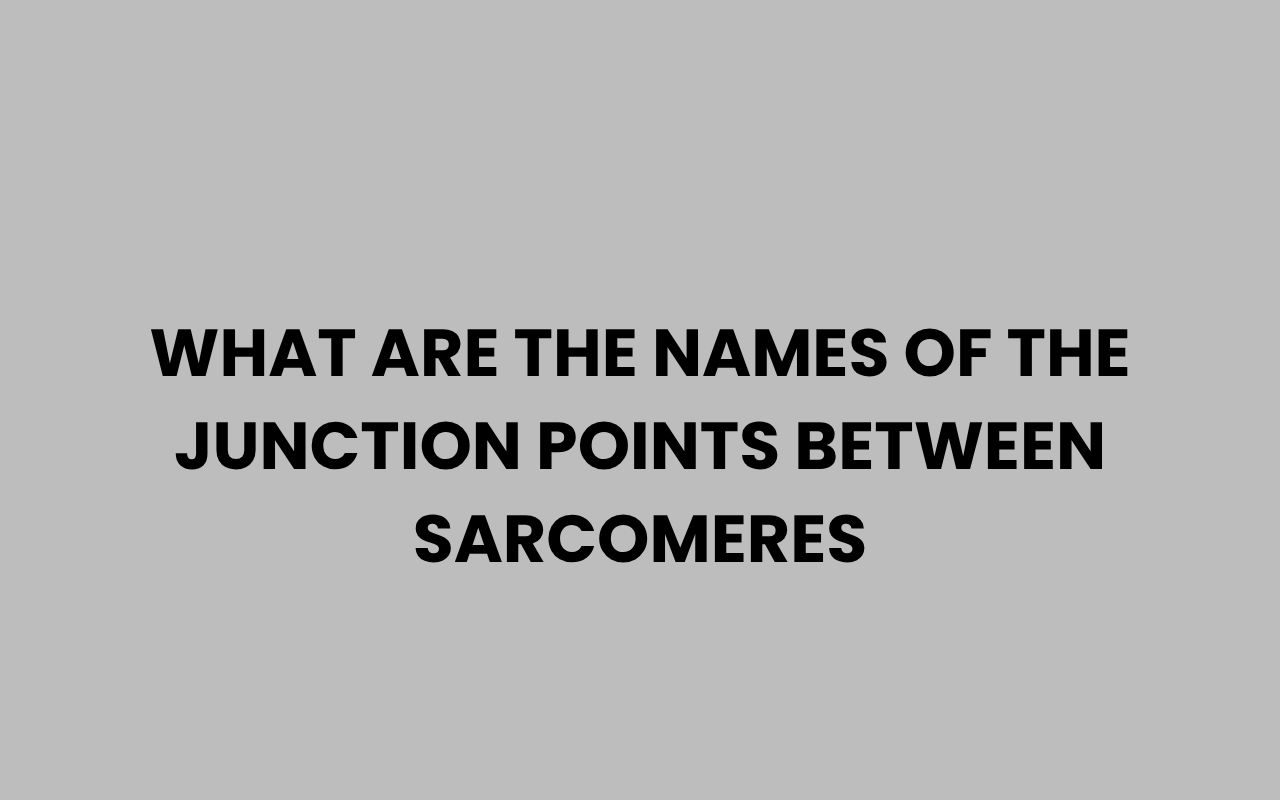 what are the names of the junction points between sarcomeres