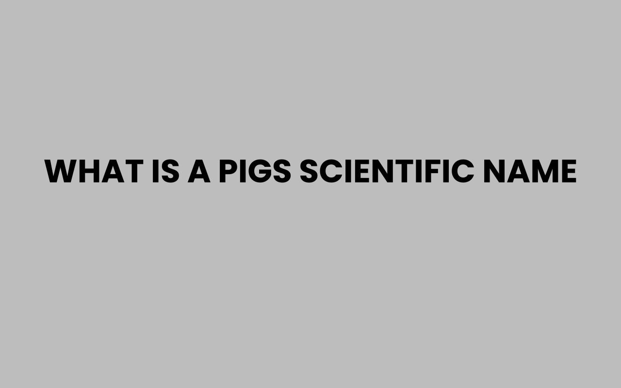what is a pigs scientific name