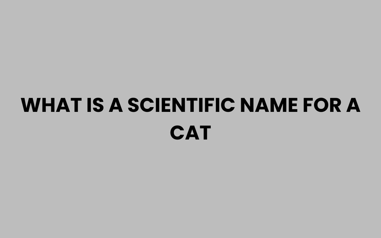 what is a scientific name for a cat