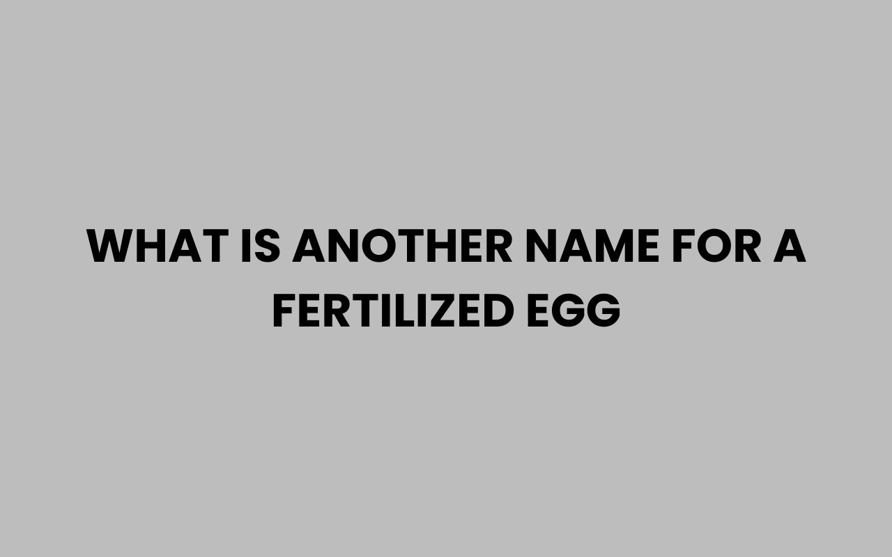what is another name for a fertilized egg