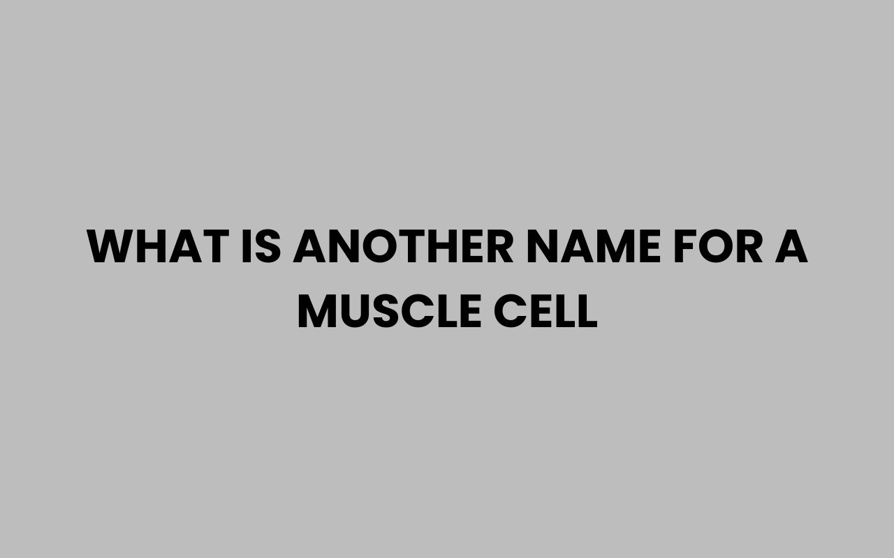 what is another name for a muscle cell
