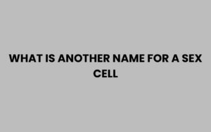 What Is Another Name for a Sex Cell? Explained Simply