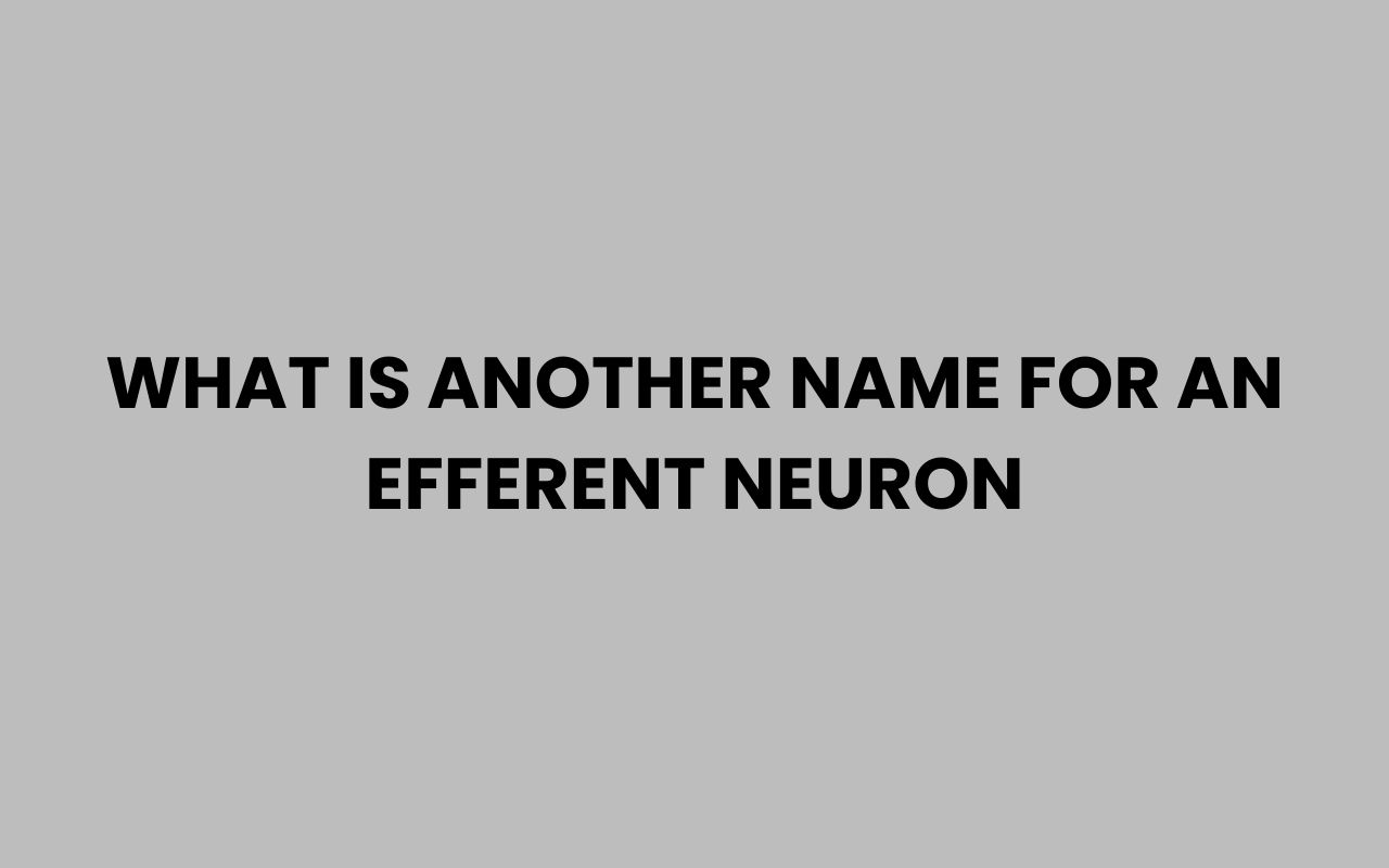 what is another name for an efferent neuron