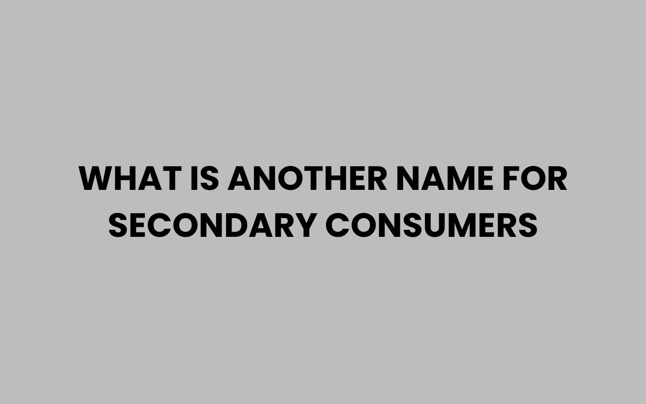 what is another name for secondary consumers