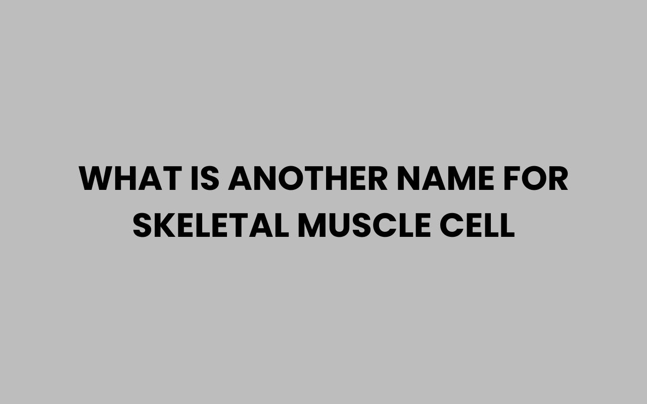what is another name for skeletal muscle cell