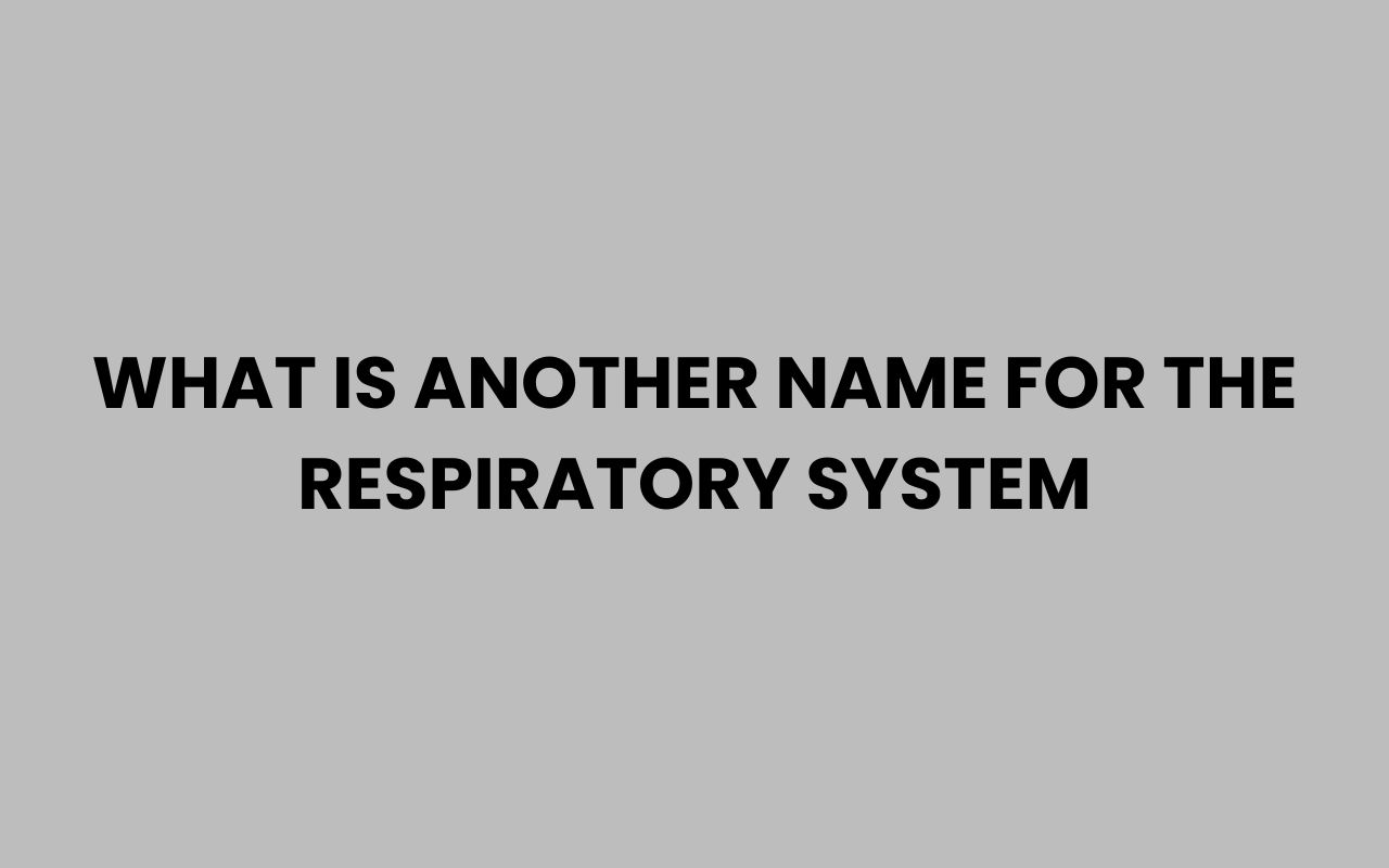 what is another name for the respiratory system