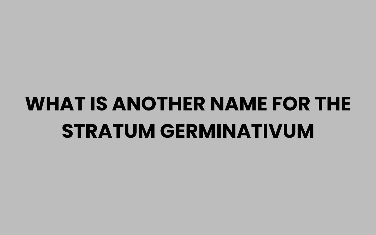 what is another name for the stratum germinativum