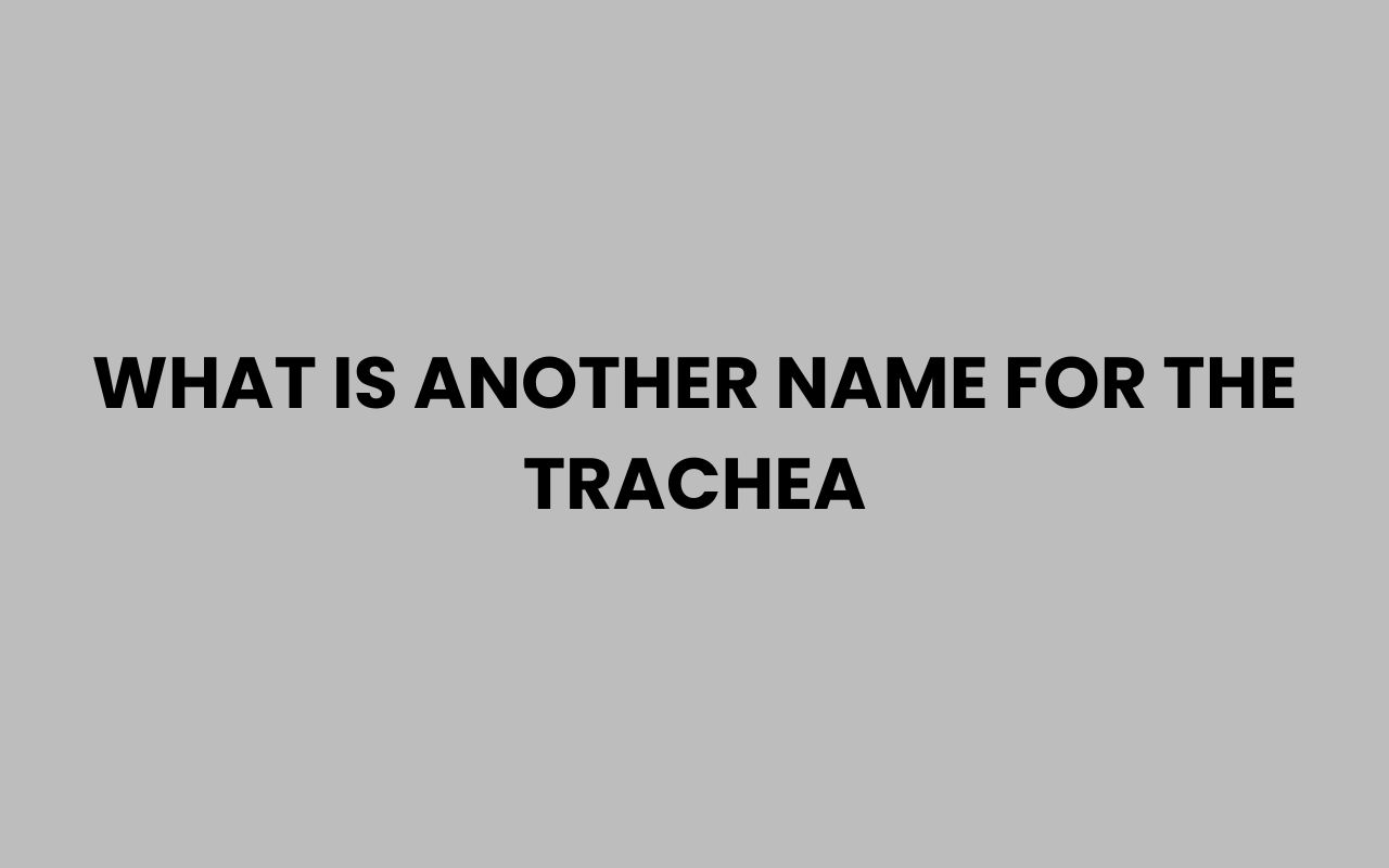 what is another name for the trachea