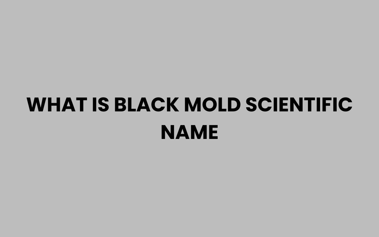 what is black mold scientific name