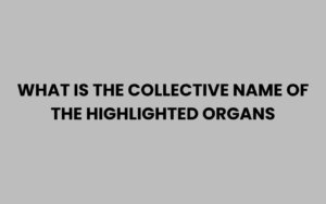 Collactive Names What Is the Collective Name of the Highlighted Organs Explained