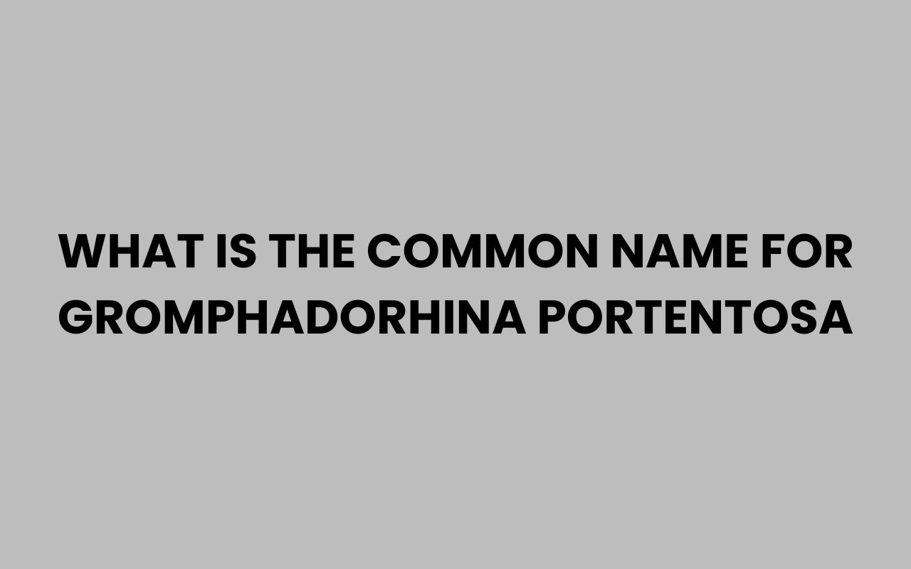 what is the common name for gromphadorhina portentosa