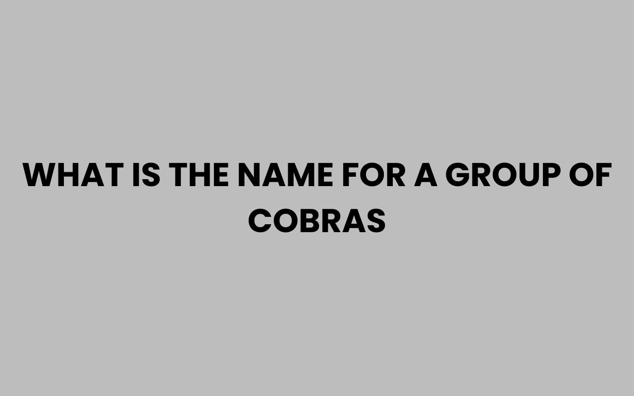 what is the name for a group of cobras