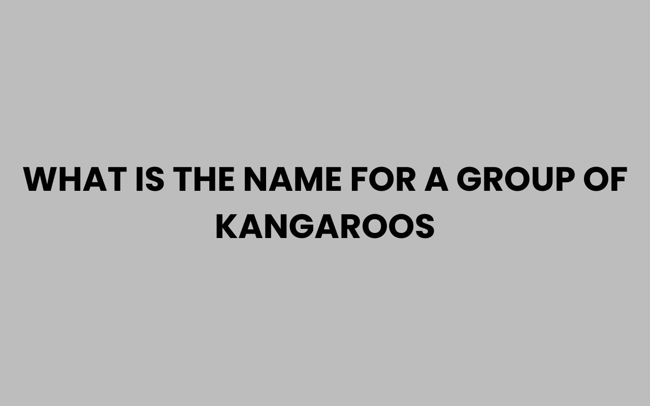 what is the name for a group of kangaroos