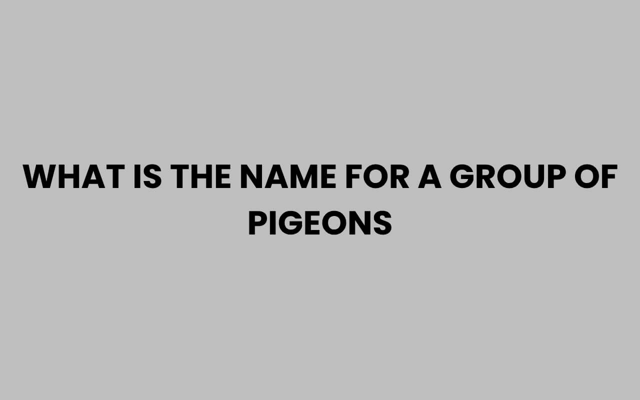 what is the name for a group of pigeons