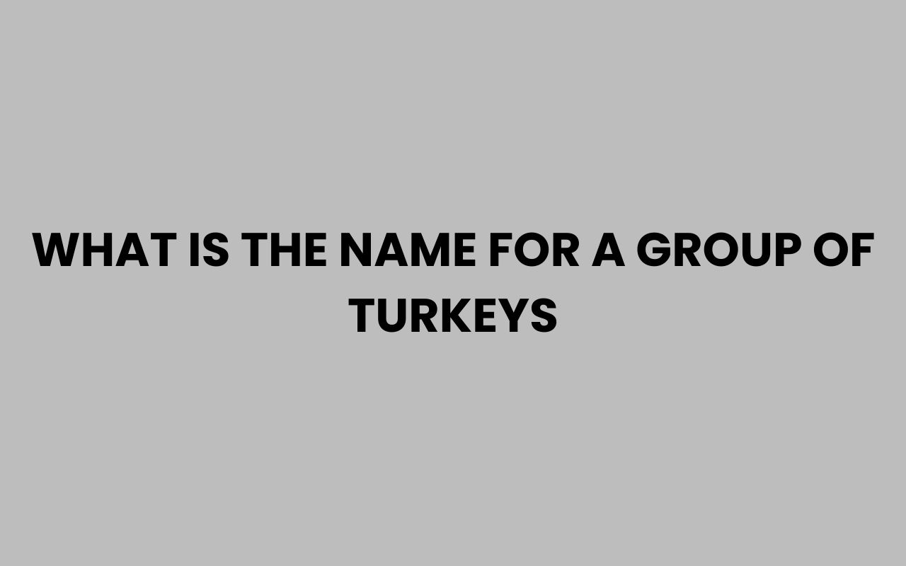 what is the name for a group of turkeys