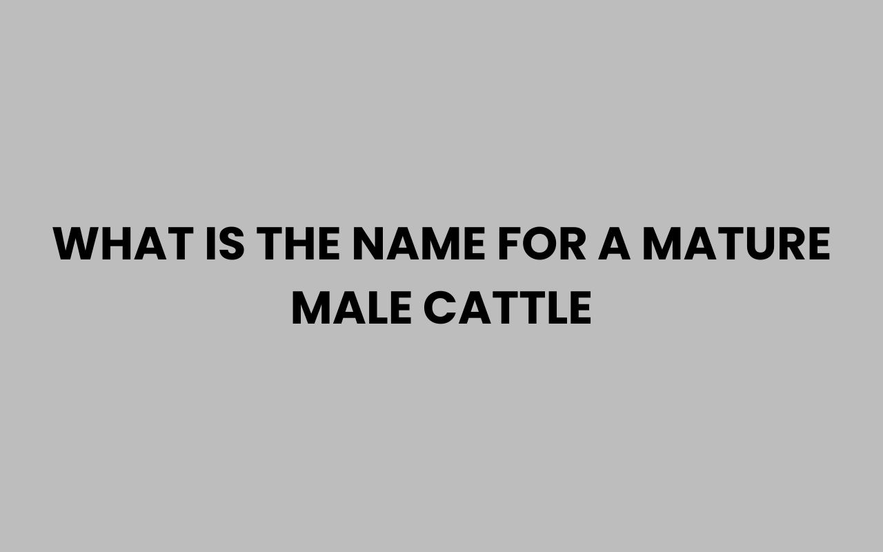 what is the name for a mature male cattle