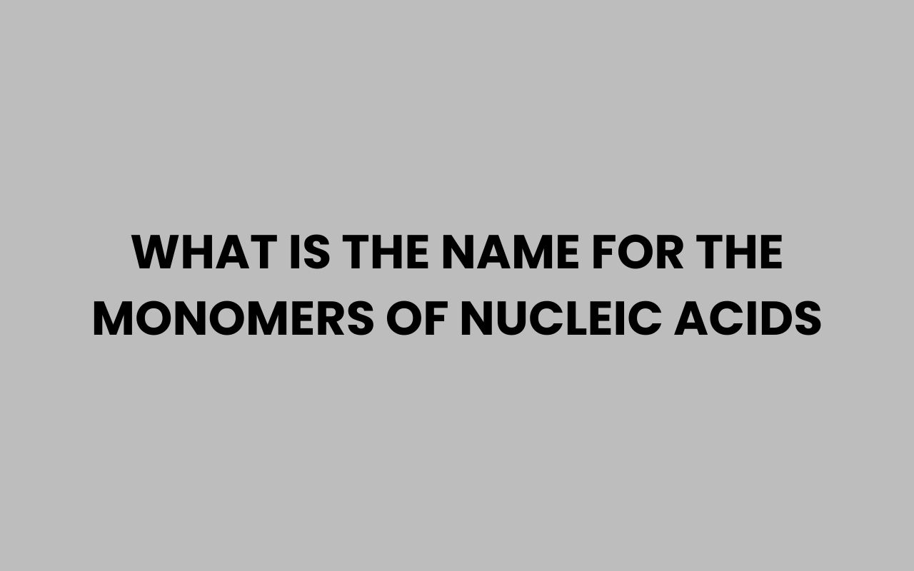 what is the name for the monomers of nucleic acids