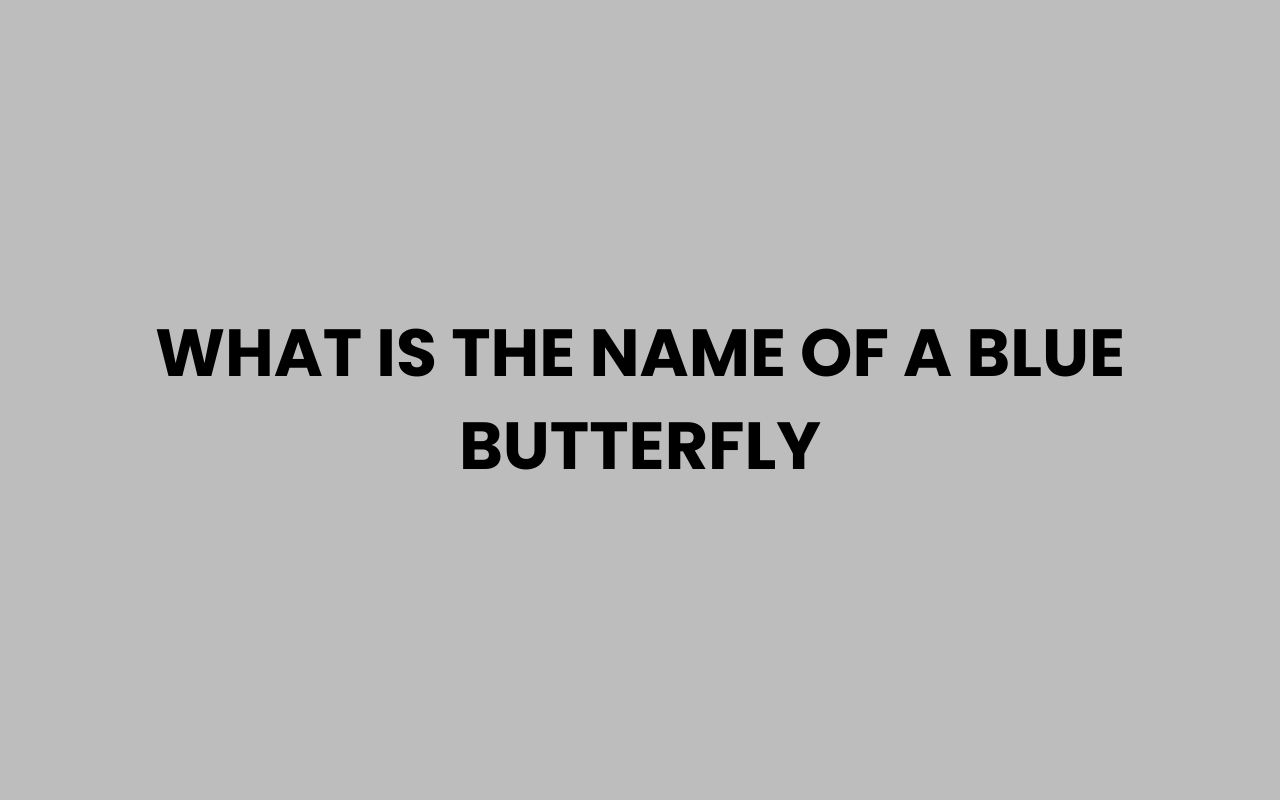 what is the name of a blue butterfly