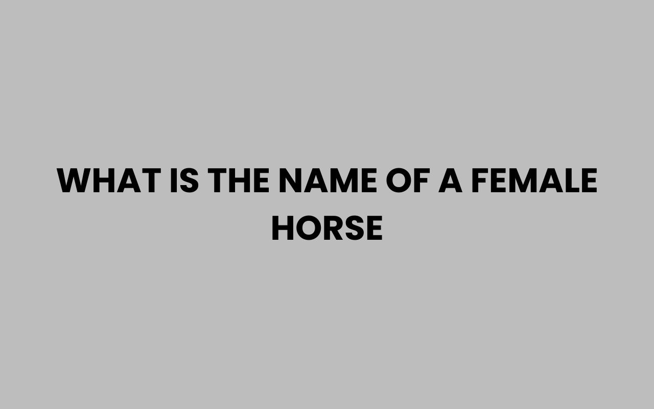 what is the name of a female horse