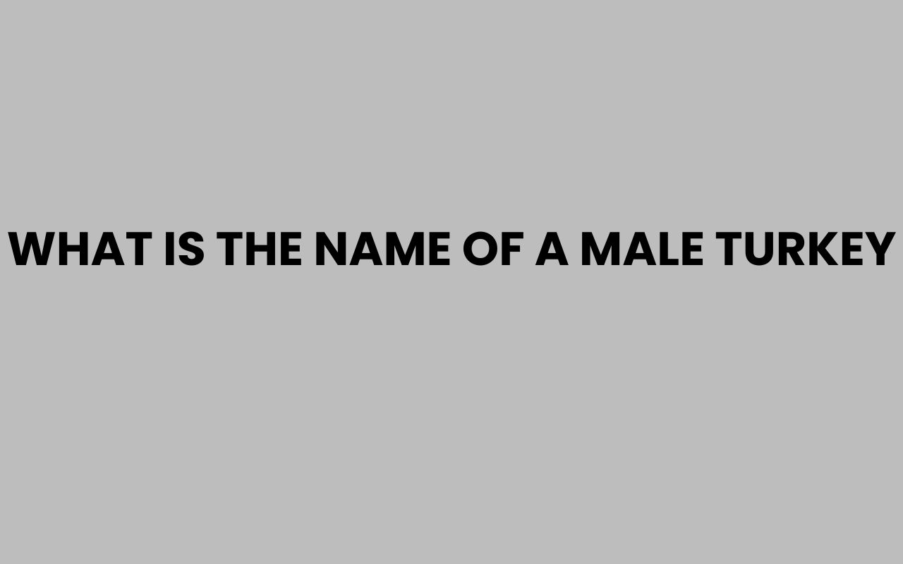 what is the name of a male turkey