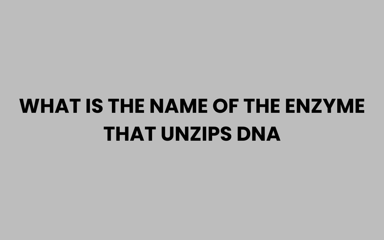 what is the name of the enzyme that unzips dna