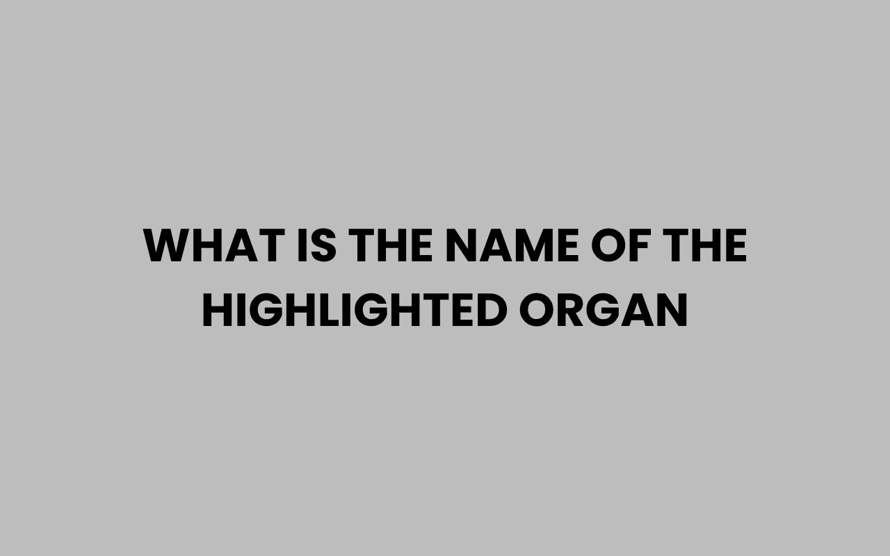 what is the name of the highlighted organ