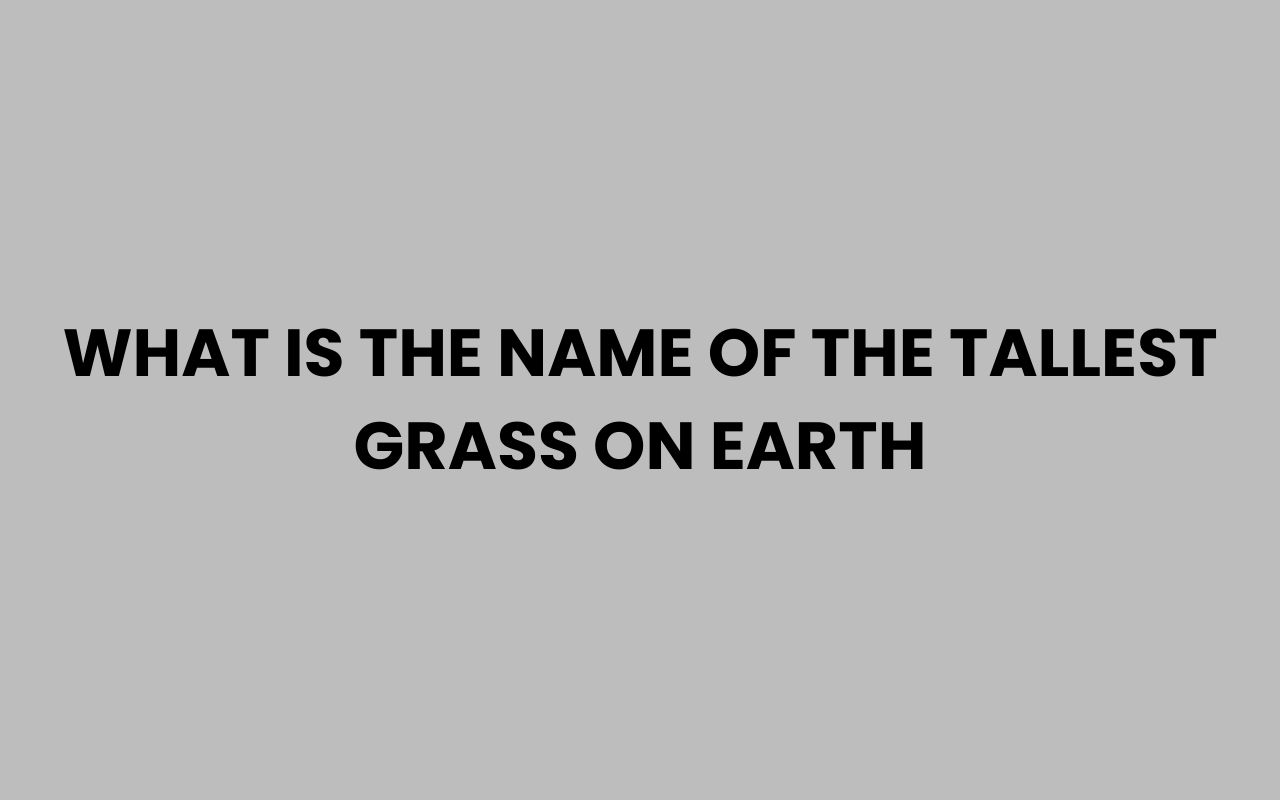 what is the name of the tallest grass on earth