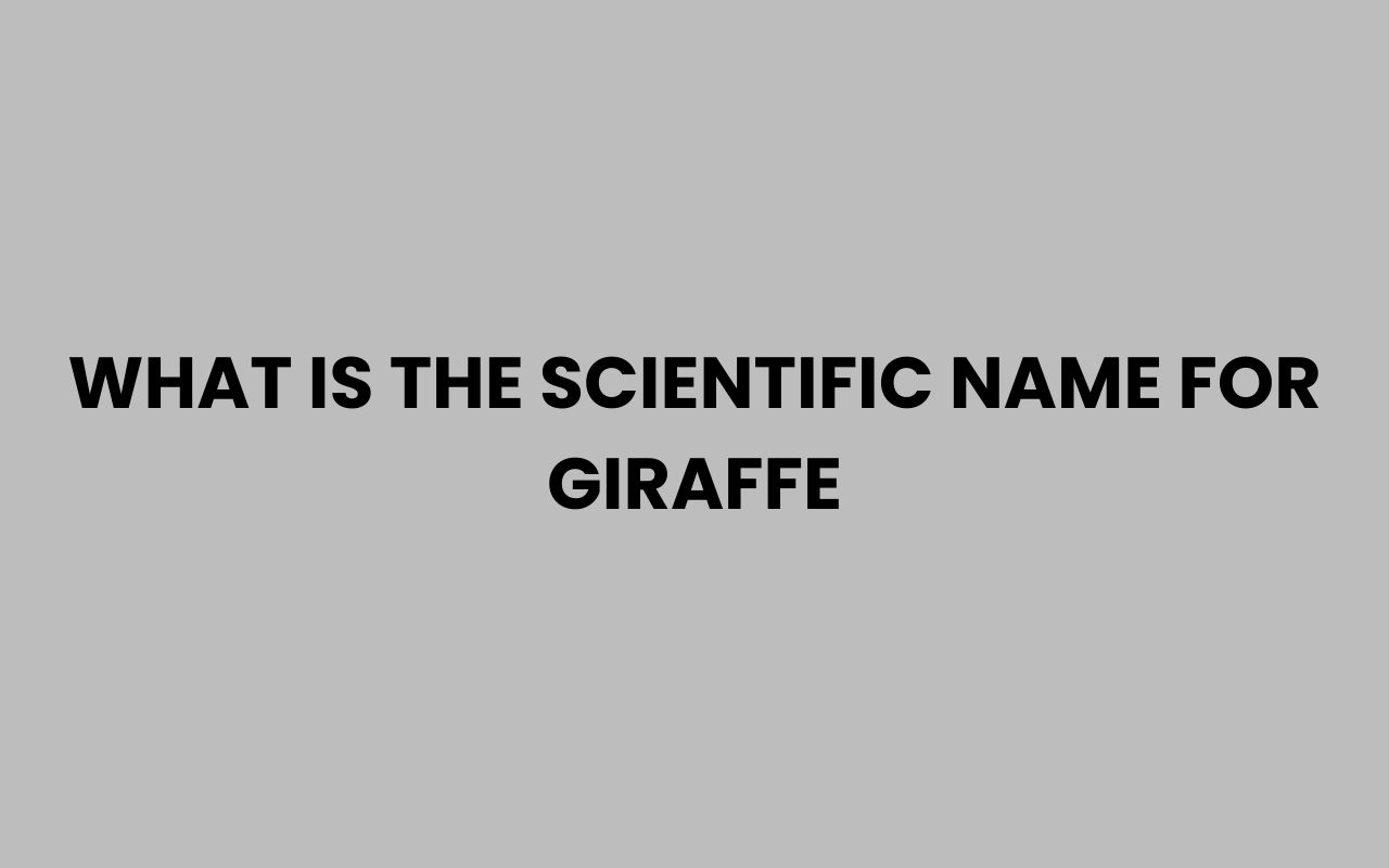 what is the scientific name for giraffe