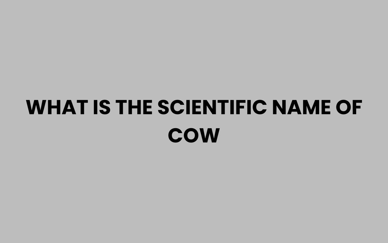 what is the scientific name of cow