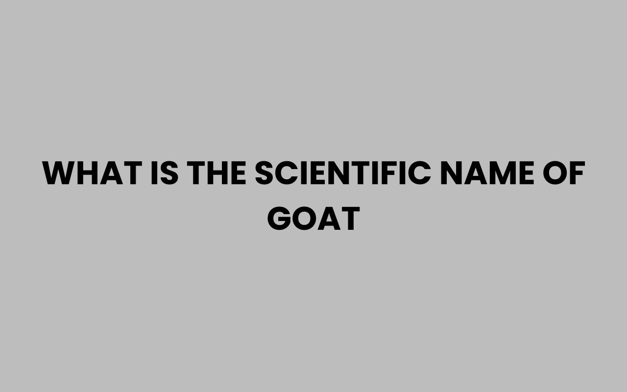 what is the scientific name of goat